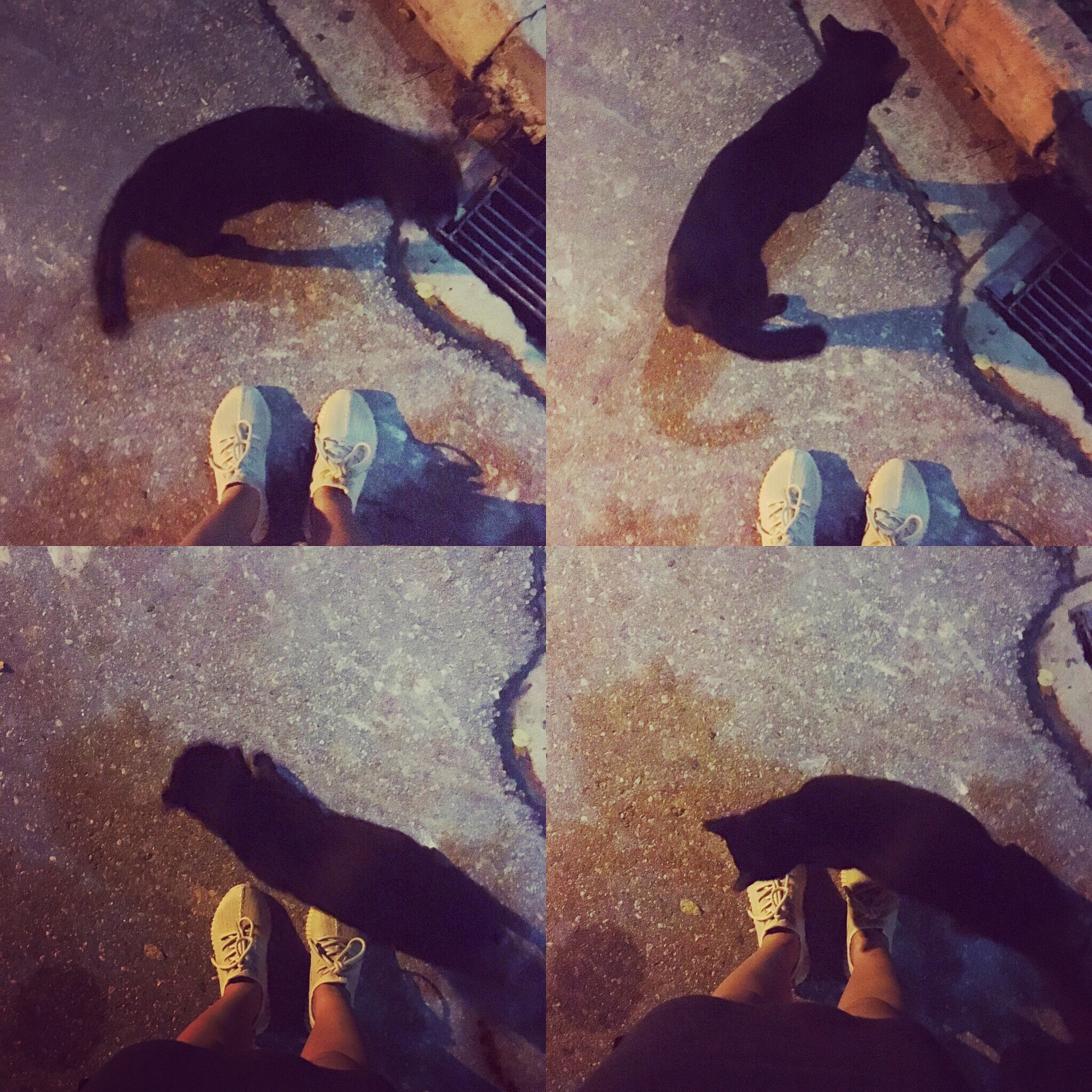 Is it bad luck to see a black cat?